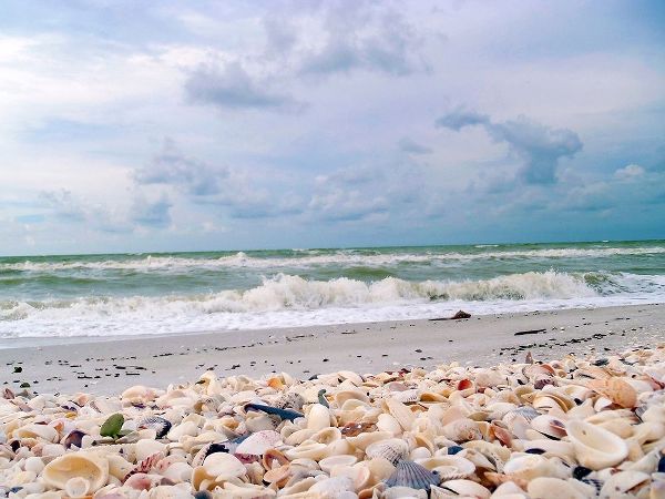 Bounty of Shells on Beaches of Sanibel Island-Florida-USA